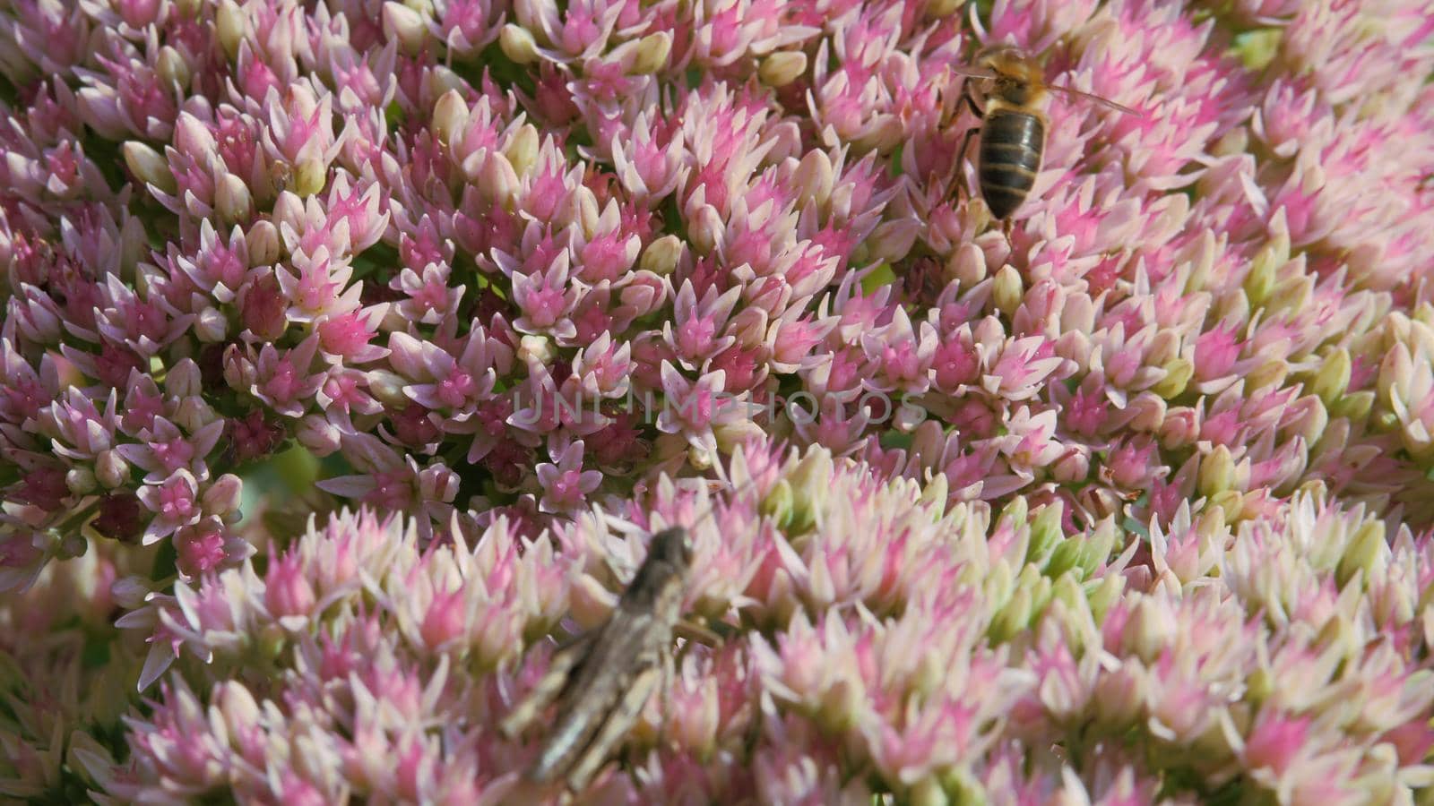 Inflorescence of a flowering plant, a prominent Ochitok. Sedum spectabile Boreau. Crassulaceae autumn. Grasshopper and a bee are sitting on an autumn garden flower of white and pink color.