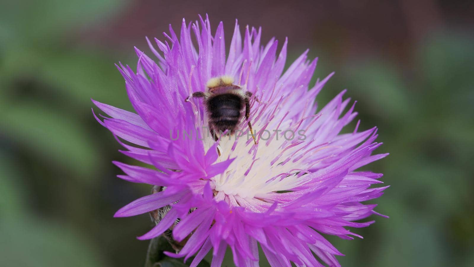 Purple garden autumn flower, close-up. The blue garden thistle is swaying in the wind. Bumblebee collects nectar and pollen from autumn blue.