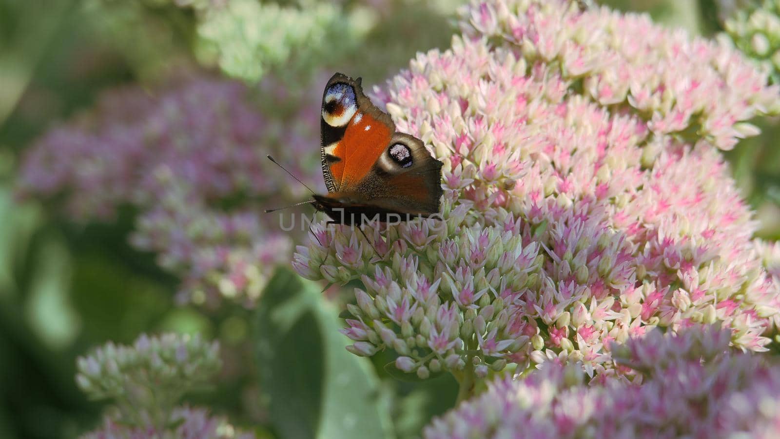 Inflorescence of a flowering plant, a prominent Ochitok. Sedum spectabile Boreau. Crassulaceae autumn. Pink and white flowers are swaying in the wind. Peacock eye butterfly on pink and white flowers swaying in the wind.