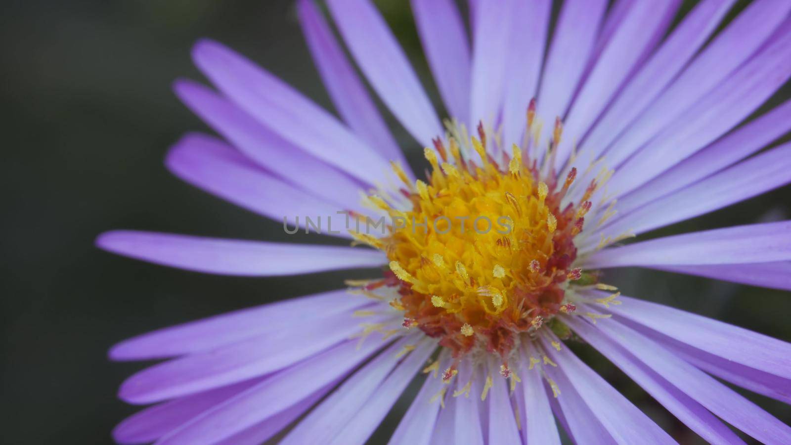 Purple aster, anemone autumn garden perennial flower and its buds. Close-up.