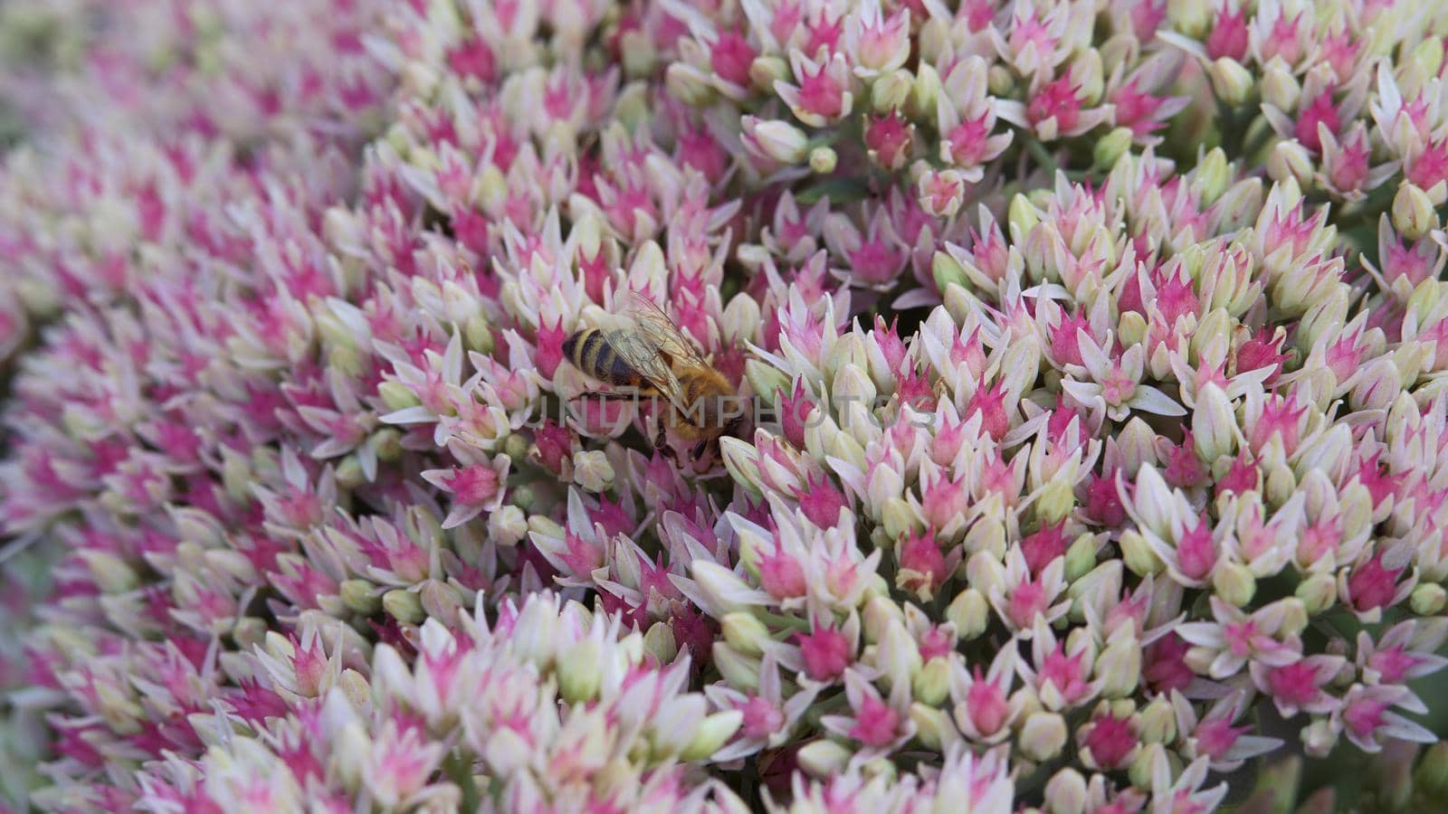 Inflorescence of a flowering plant, a prominent Ochitok. Sedum spectabile Boreau. Crassulaceae autumn. An adult solitary bee collects pollen from an autumn garden flower of white and pink color.
