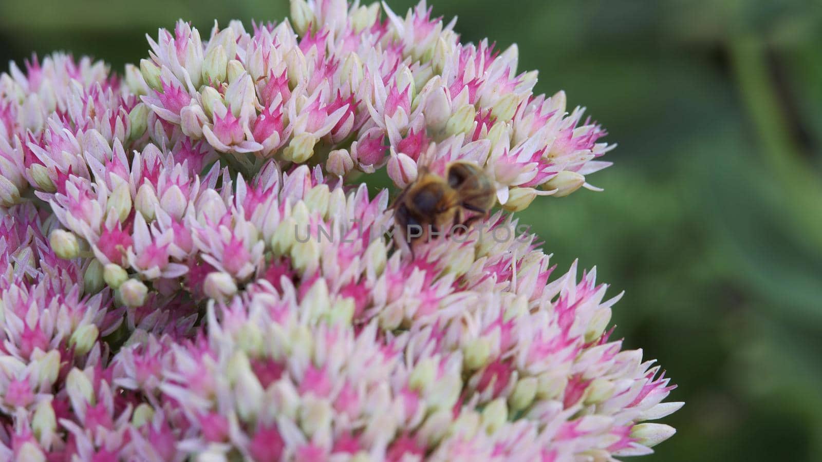 Inflorescence of a flowering plant, a prominent Ochitok. Sedum spectabile Boreau. Crassulaceae autumn. An adult solitary bee collects pollen from an autumn garden flower of white and pink color.