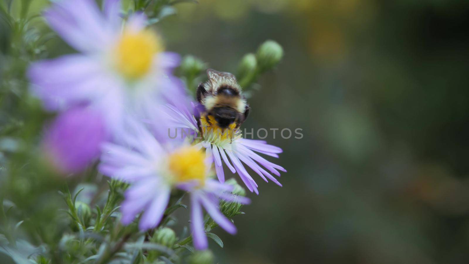 Purple aster, anemone autumn garden perennial flower and its buds. Close-up. Bumblebee on a blue flower. The insect collects pollen from an autumn flower.
