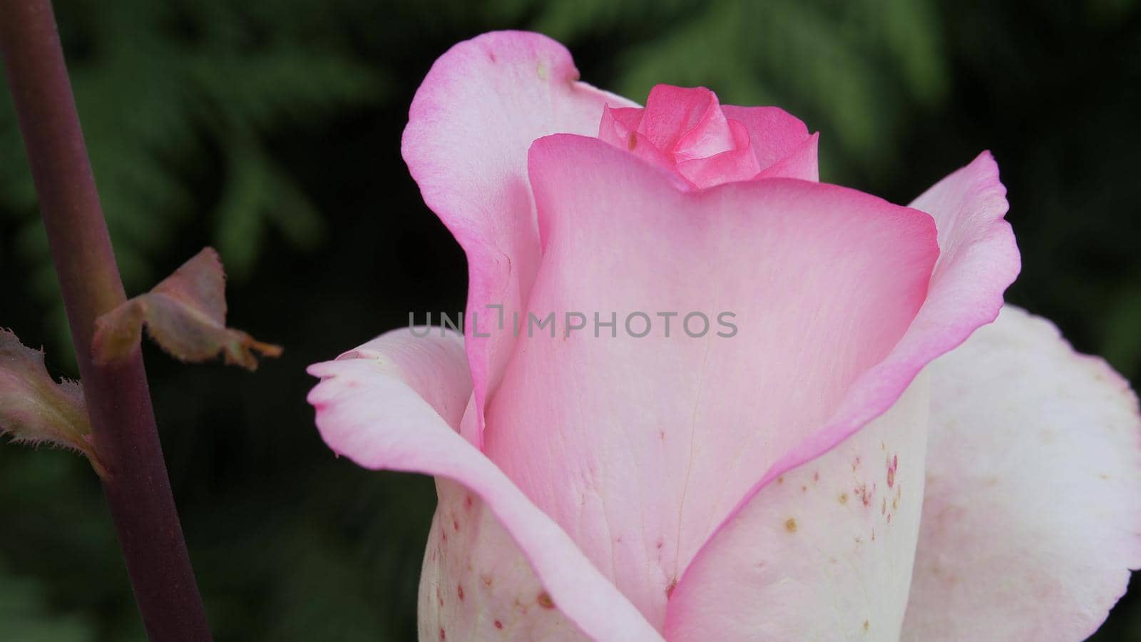 Camera moves along the bud of a red garden rose. Background with red flower petals. A flower in its natural habitat.