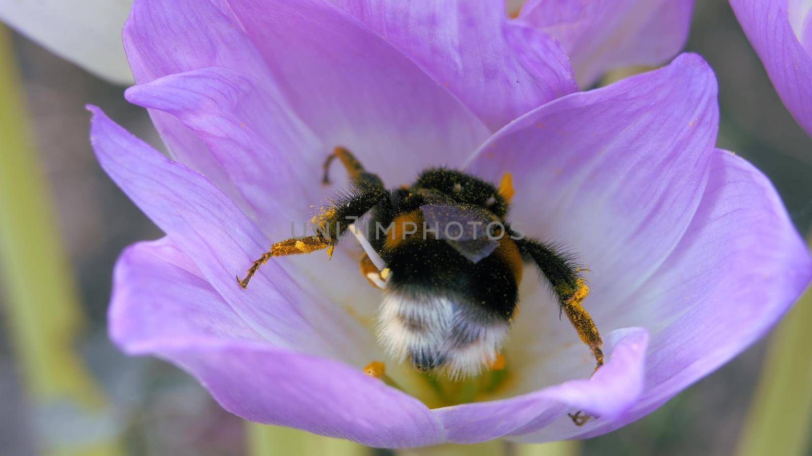 Timeless autumn flower. Blue-purple petals are swaying in the wind. Close-up. Bumblebee collects pollen from a blue autumn flower.