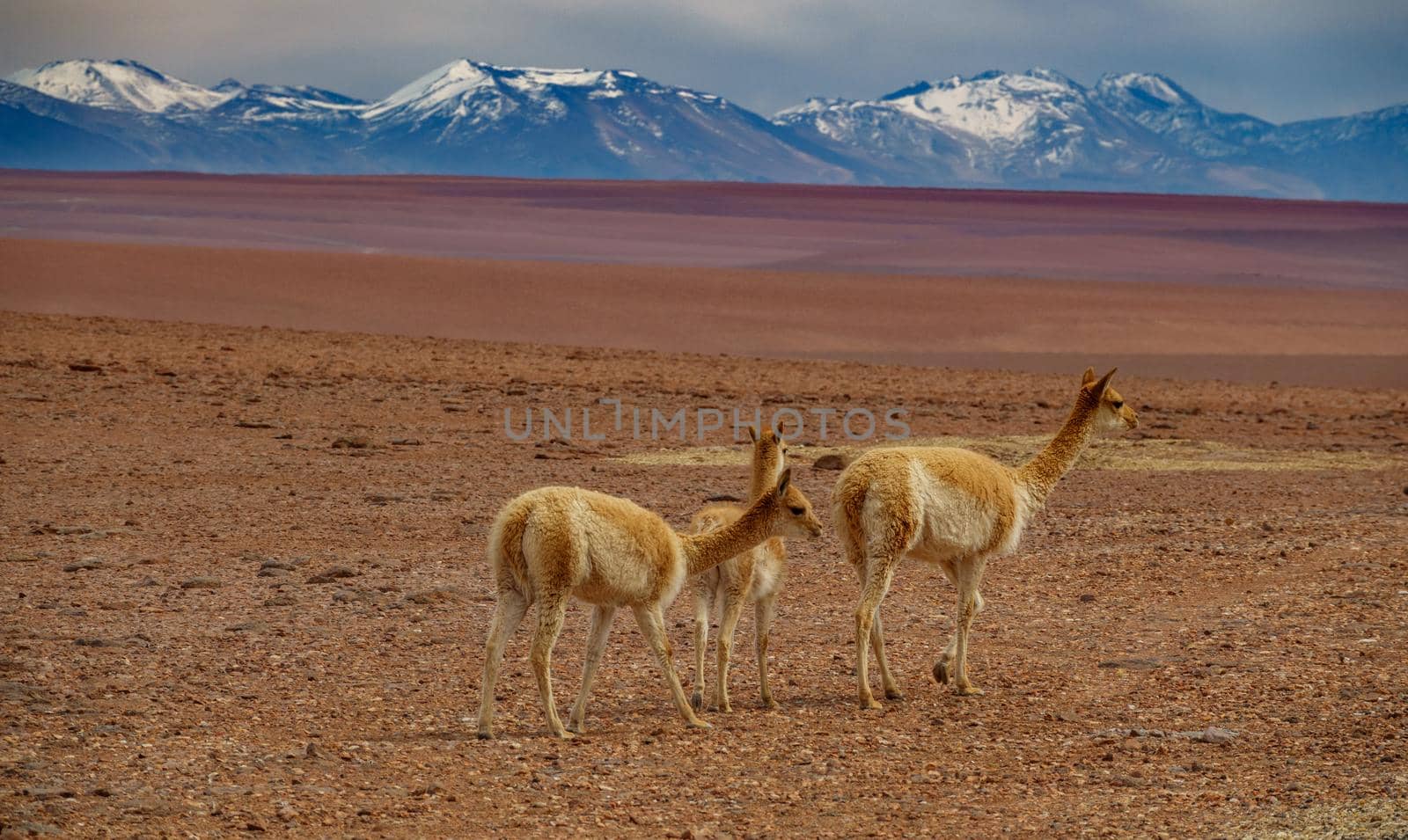 Three Vicugna vicugnas walking in Atacama with snow covered volcanoes by FerradalFCG