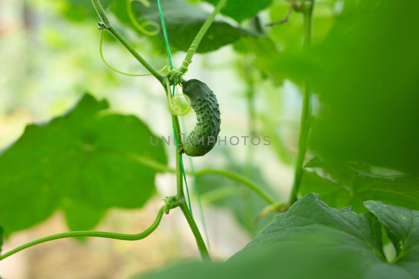 Young green cucumbers growing in a greenhouse.