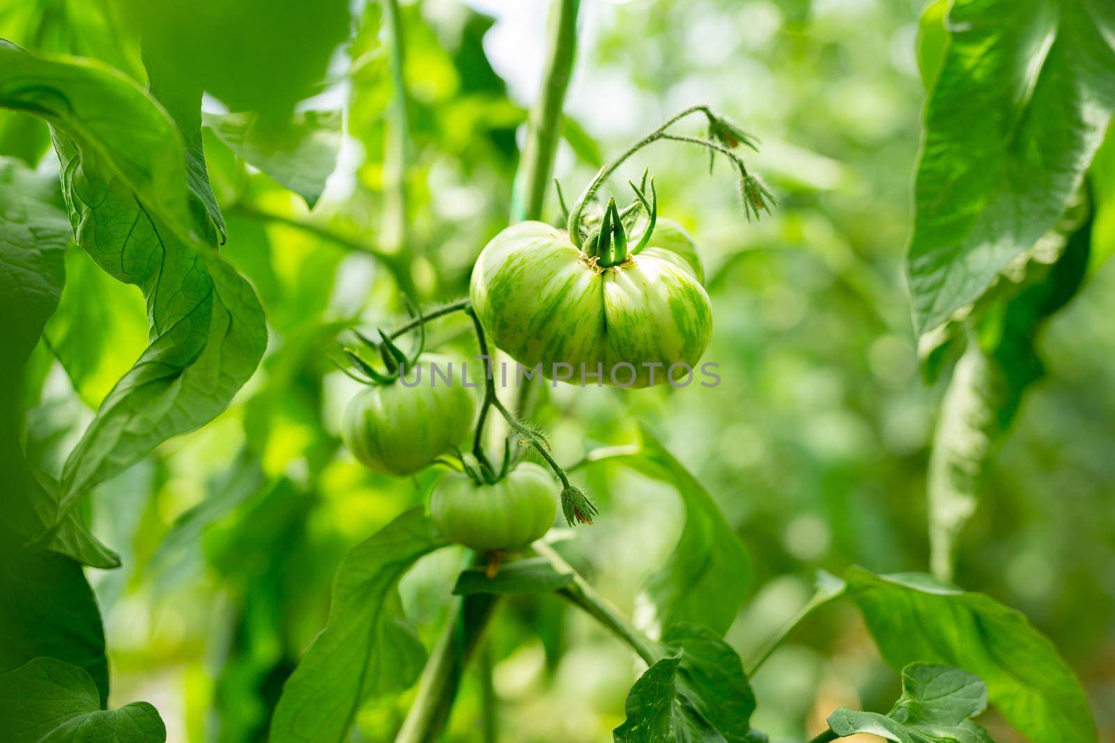 Ripening unripe green tomatoes growing on a garden bed.