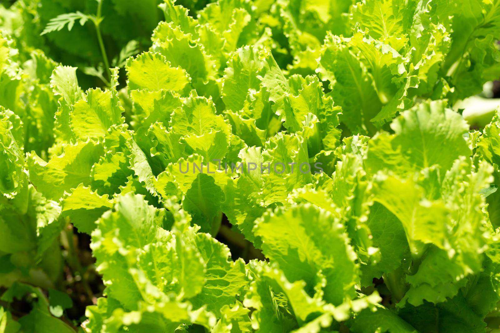 Lettuce leaves on a garden bed on a summer day. The concept of homemade eco-vegetables.