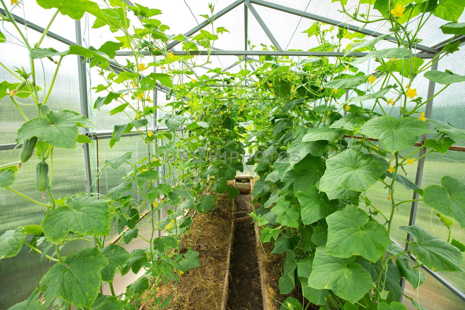 Young cucumber plant with leaves and little yellow flowers and buds are growing in greenhouse.