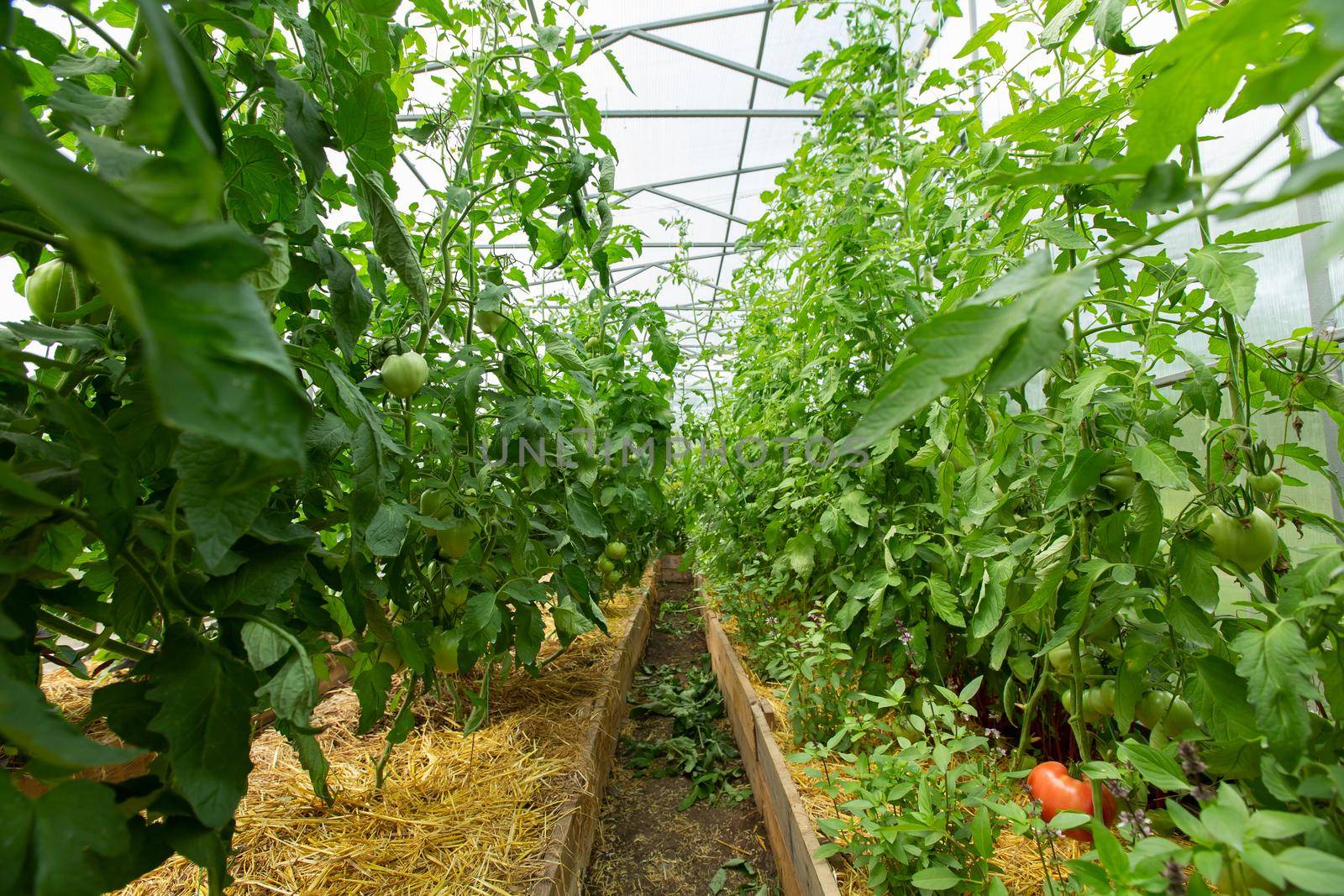 Blooming tomato sprouts in a greenhouse in summer by StudioPeace