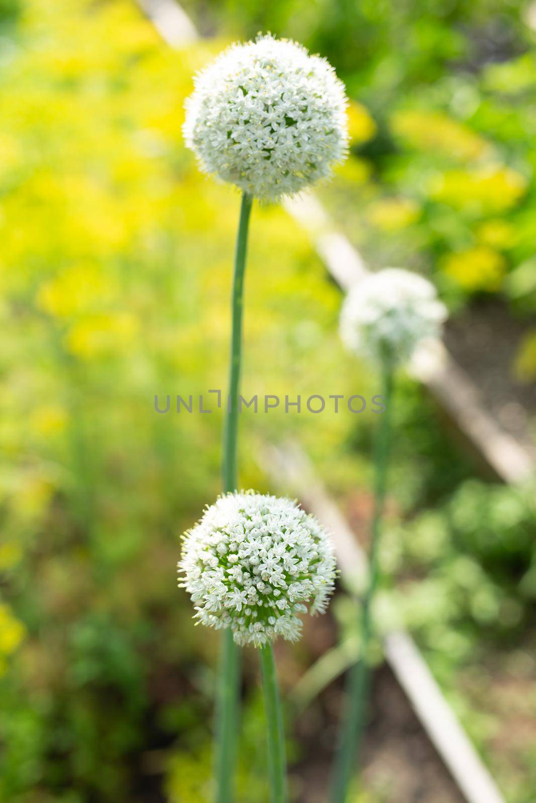 Close-up of a blooming green onion flower in the garden by StudioPeace