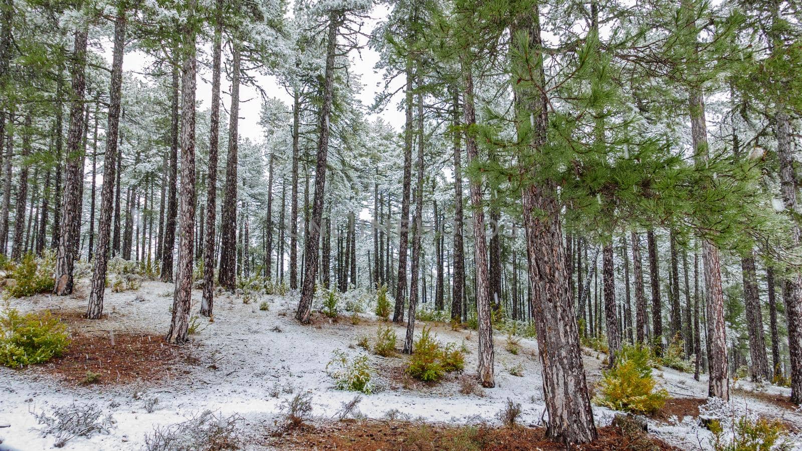 Wide angle view of pine tree forest snowing