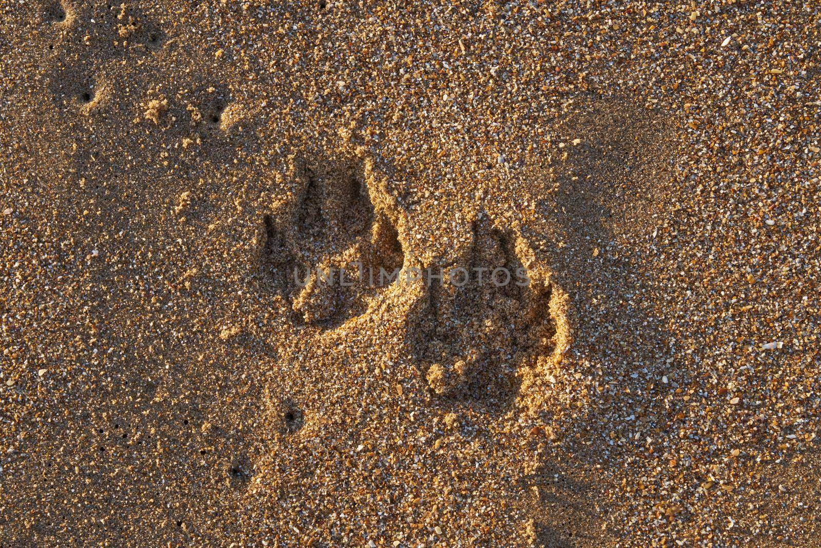 Two dog's foot prints in the sand on the beach