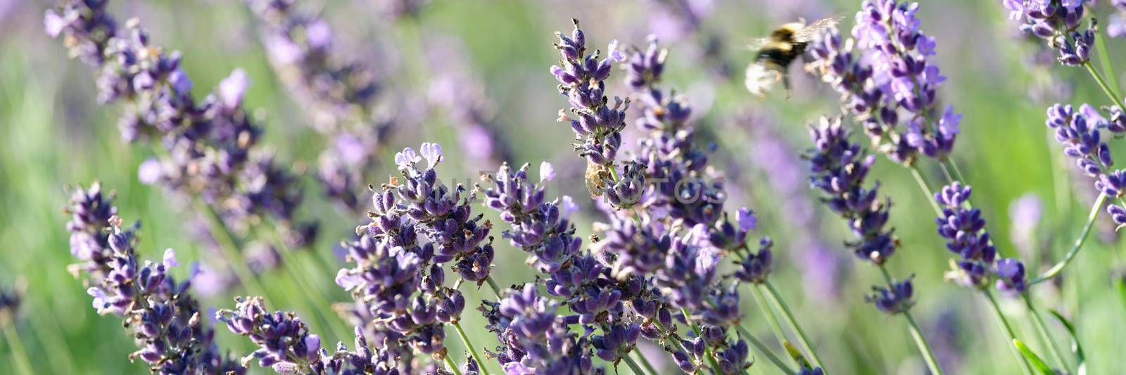 Beautiful summer field with lavender flowers closeup by kuprevich