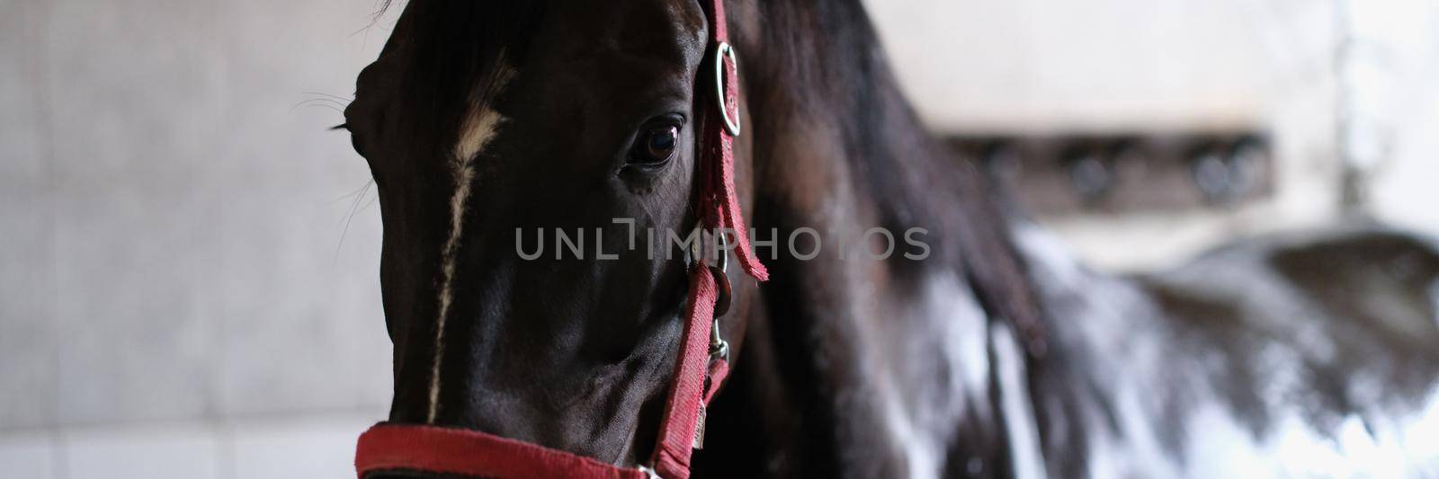 Young black horse stands in stable in halter closeup by kuprevich