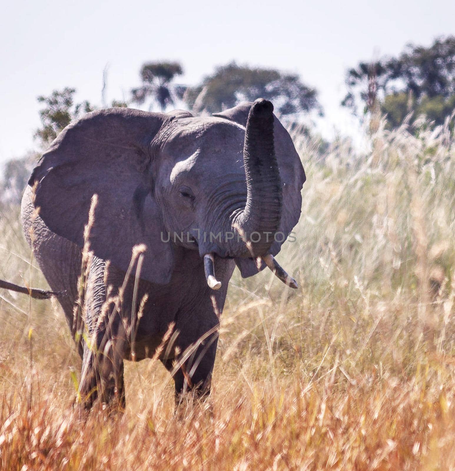 Beautiful Wildlife places in Moremi, Botswana