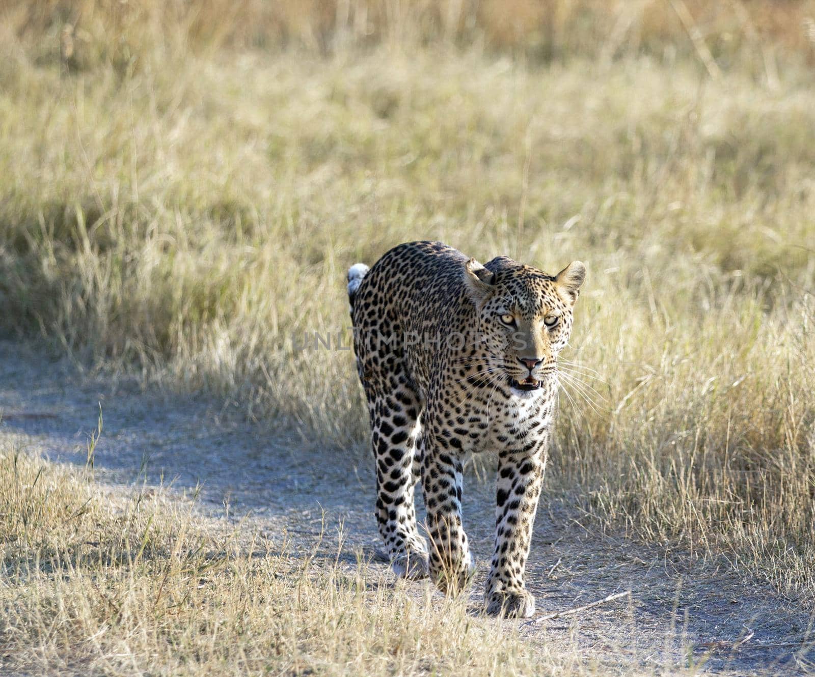 Beautiful Wildlife places in Moremi, Botswana