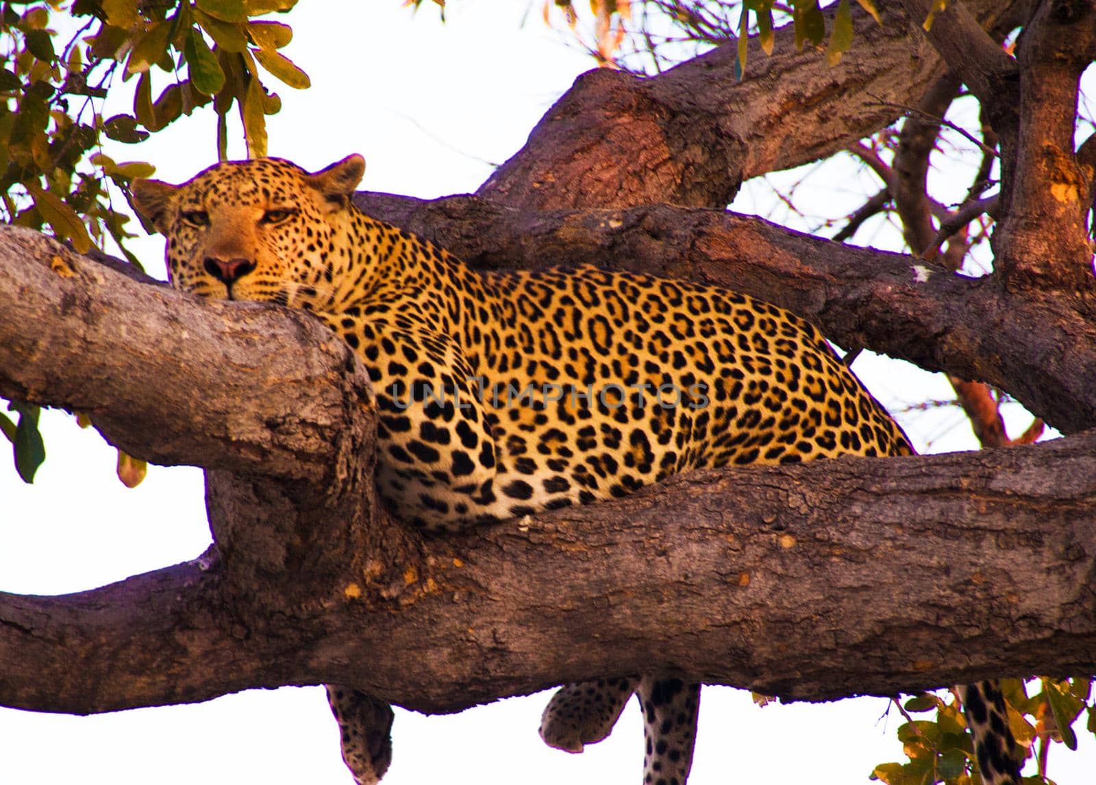 Magical Wildlife places in Moremi, Botswana