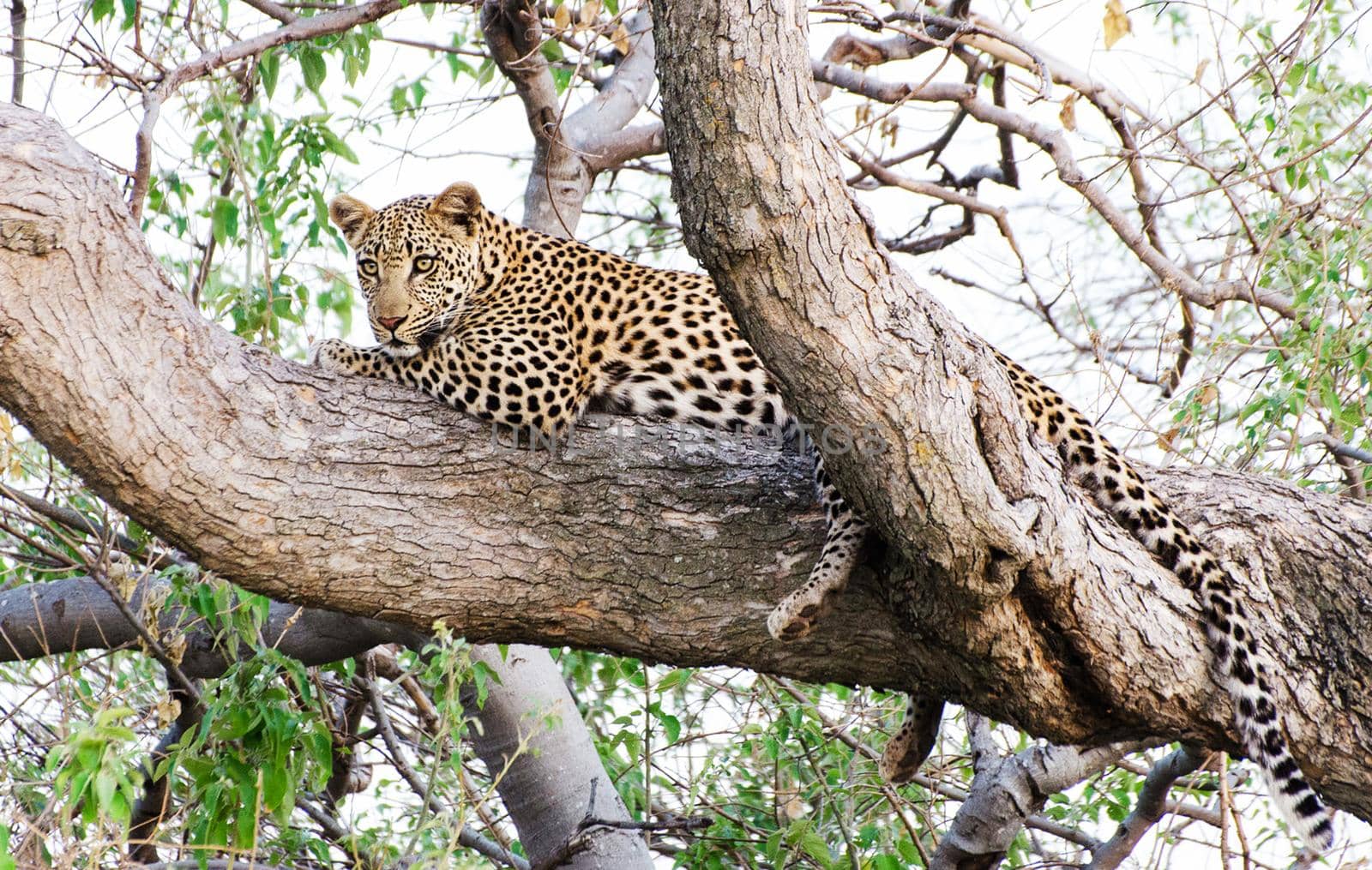 Magical Wildlife places in Moremi, Botswana