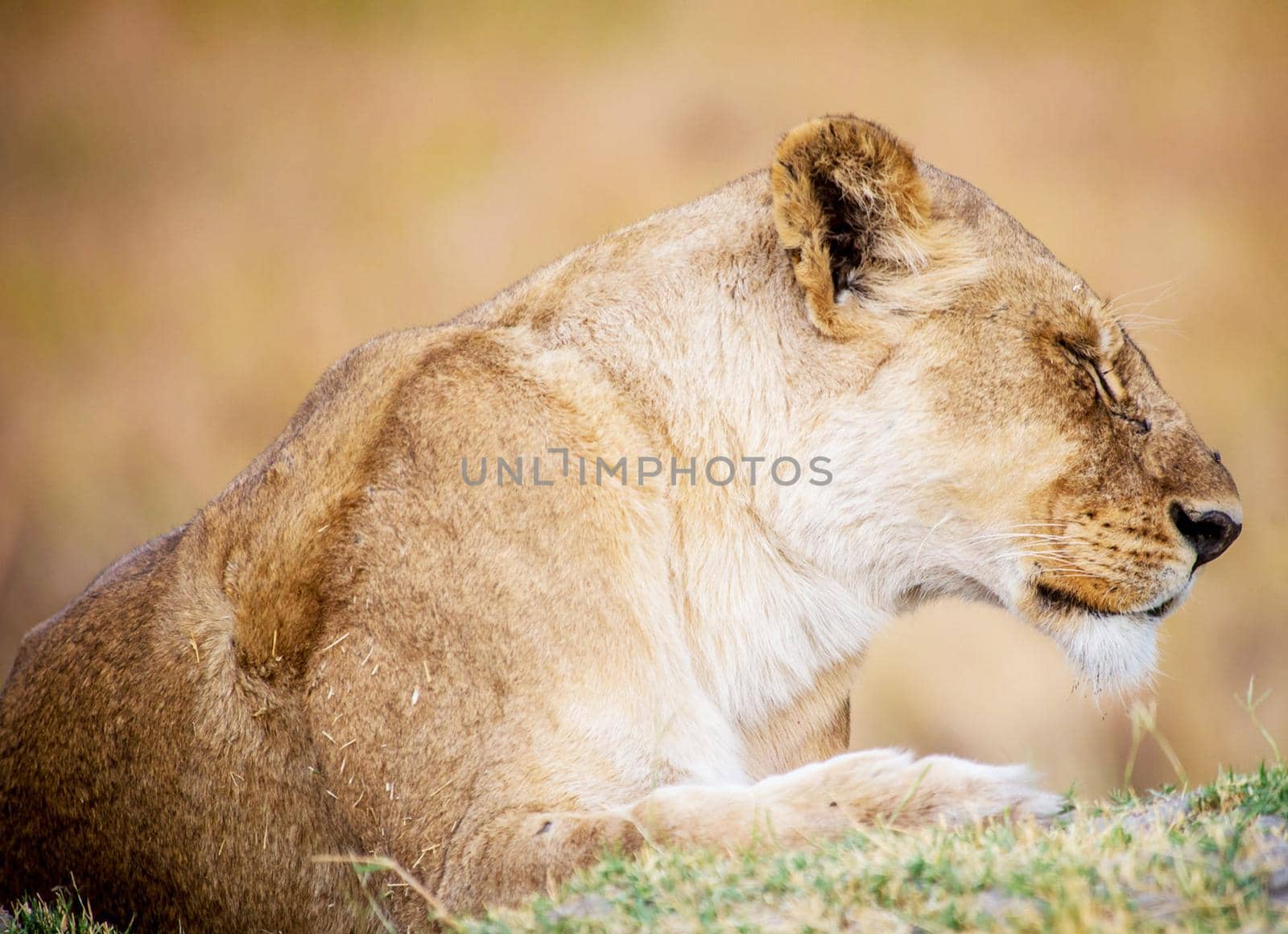 Magical Wildlife places in Moremi, Botswana