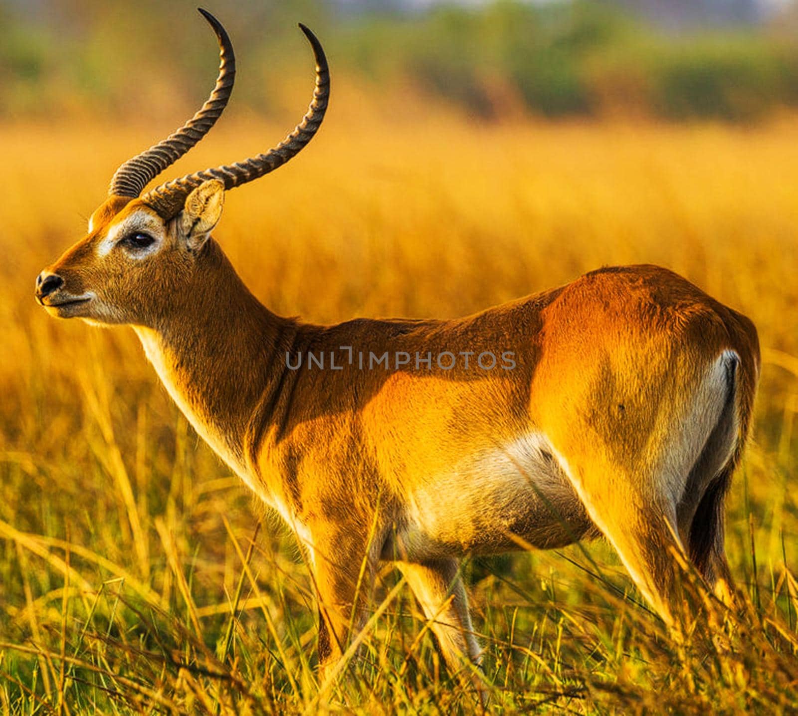 Magical Wildlife places in Moremi, Botswana