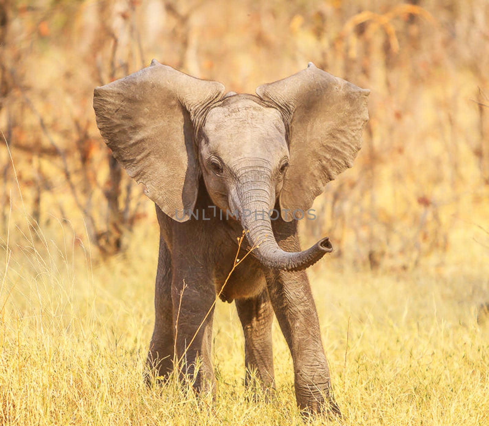 Magical Wildlife places in Moremi, Botswana