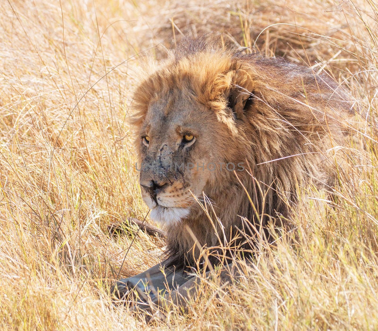 Magical Wildlife places in Moremi, Botswana