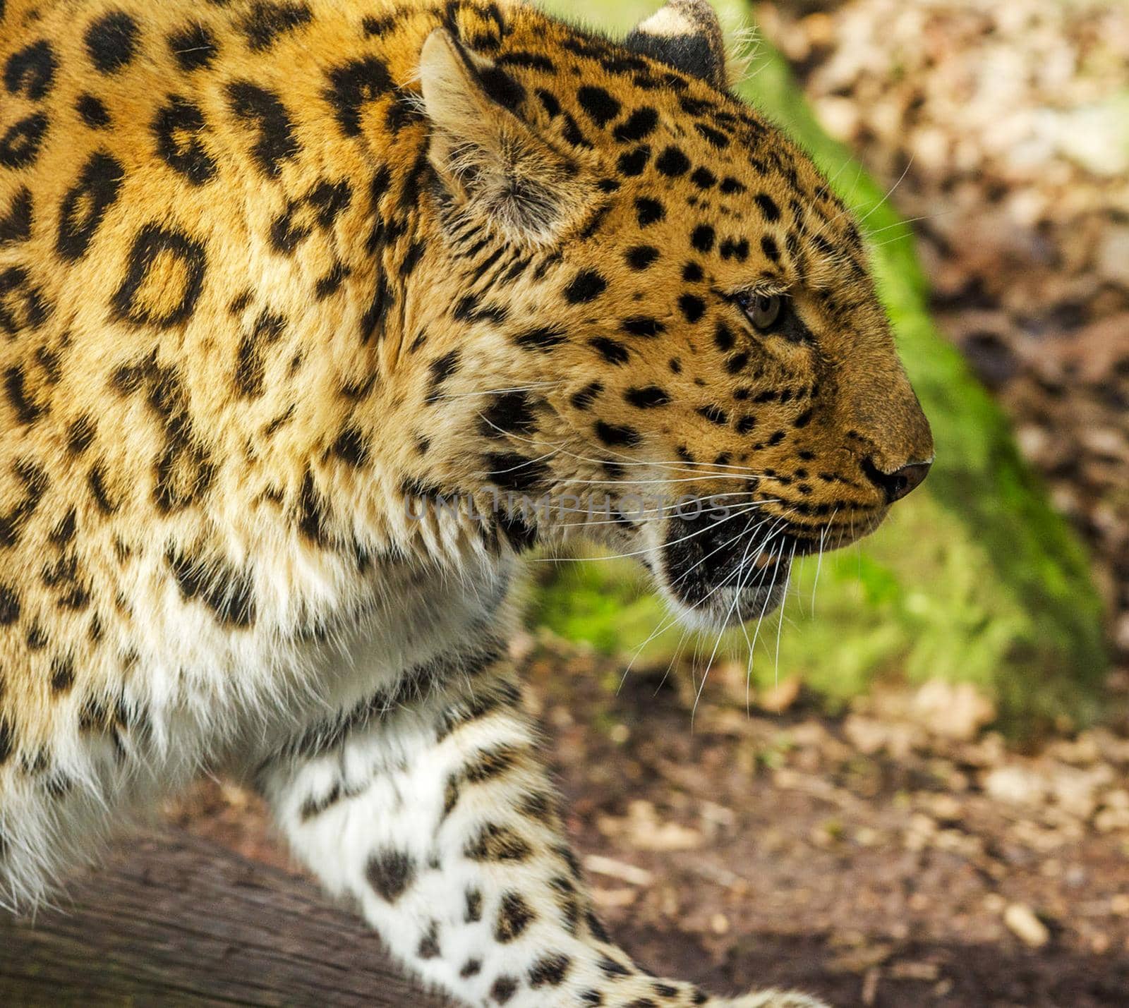 Magical Wildlife places in Moremi, Botswana