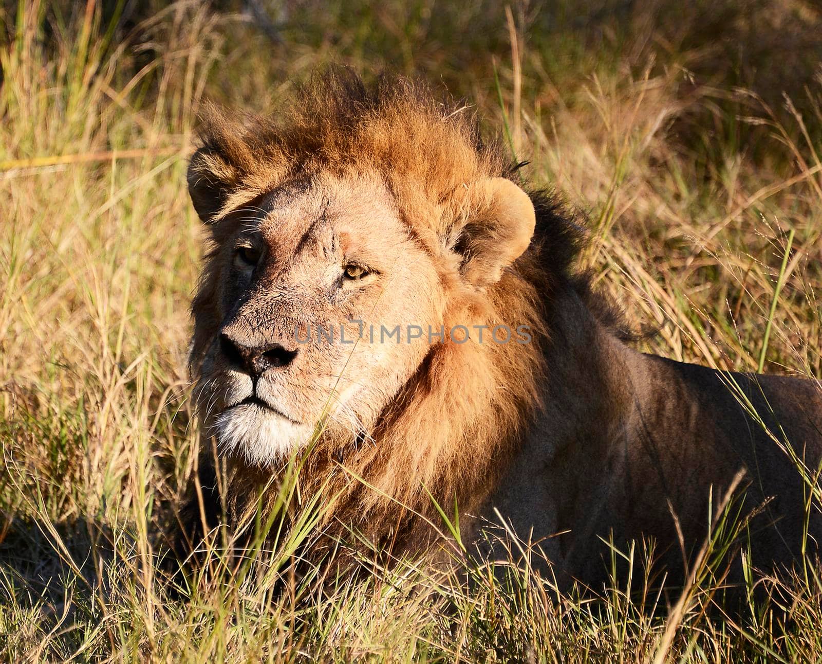 Magical Wildlife places in Moremi, Botswana