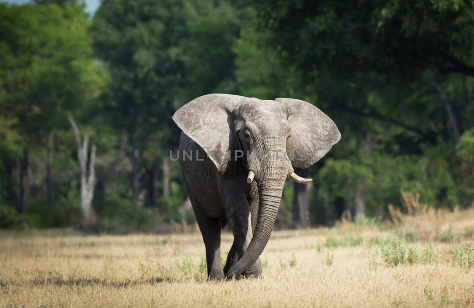 Magical Wildlife places in Moremi, Botswana