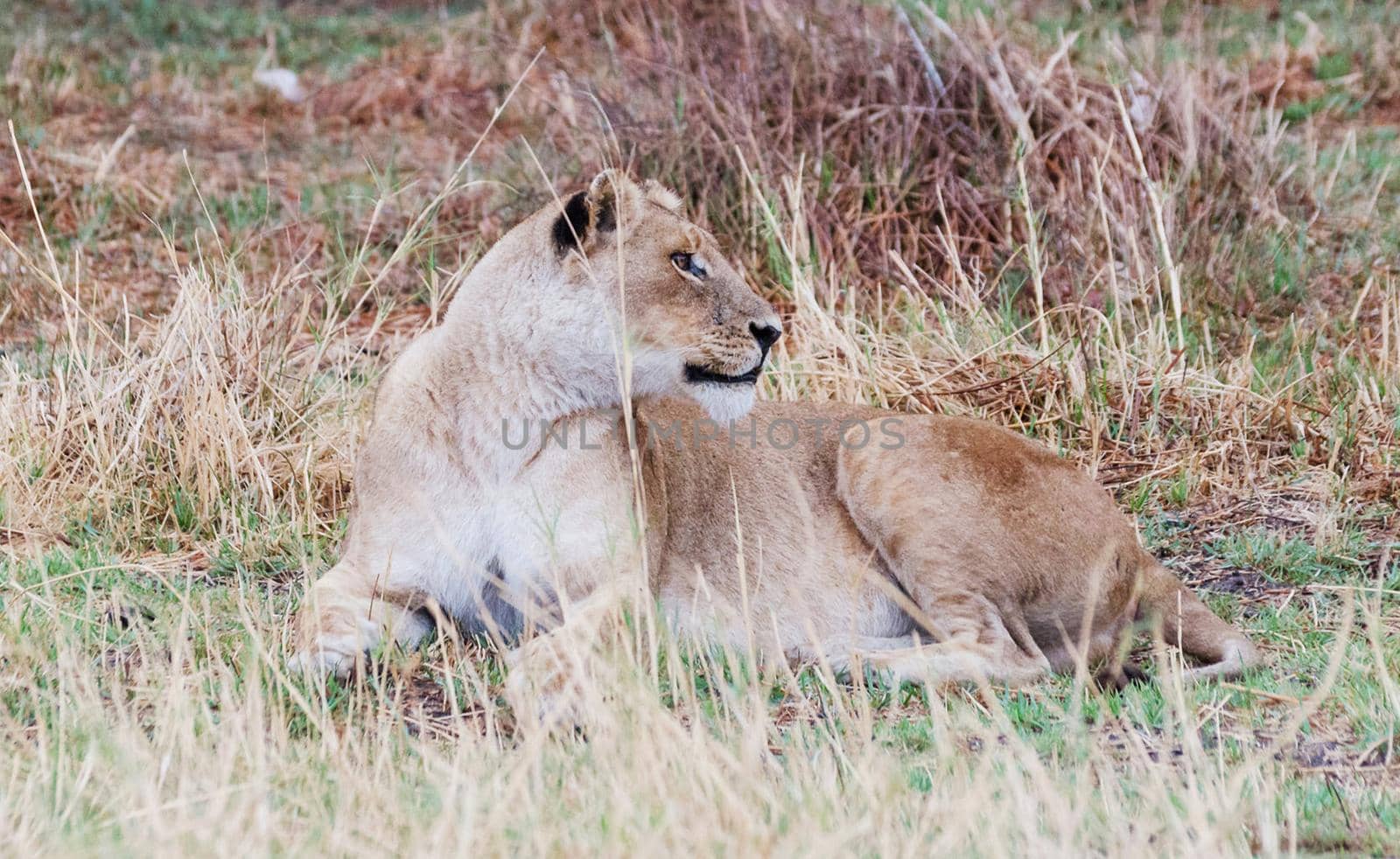 Magical Wildlife places in Moremi, Botswana