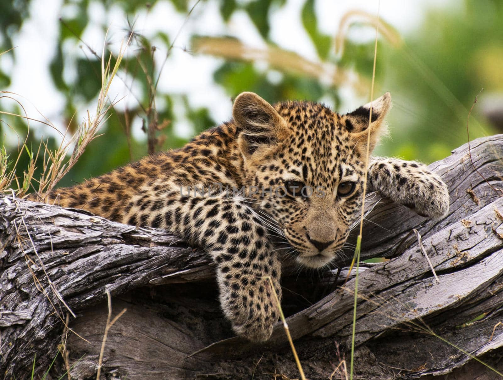 Magical Wildlife places in Moremi, Botswana