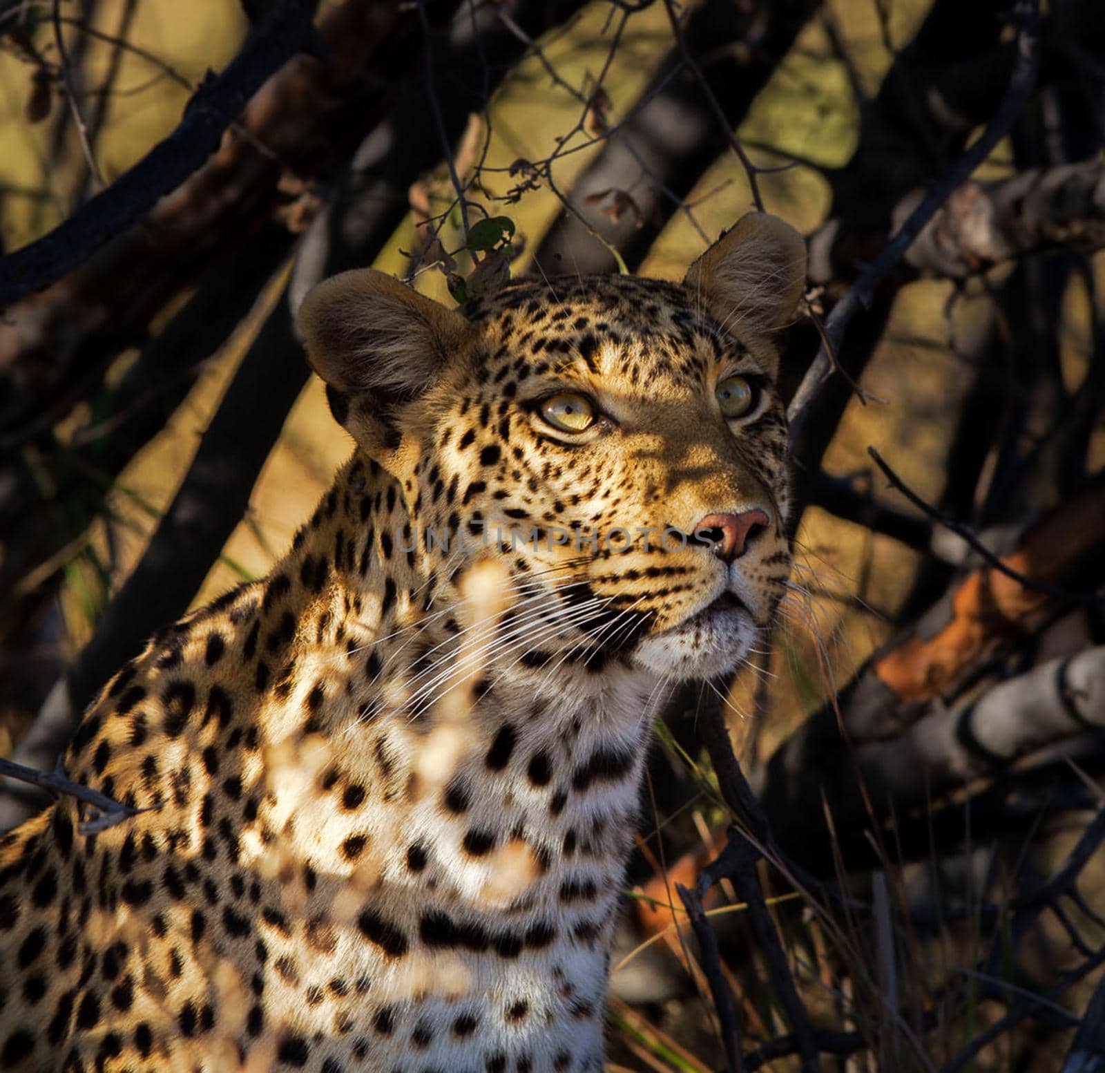 Magical Wildlife places in Moremi, Botswana