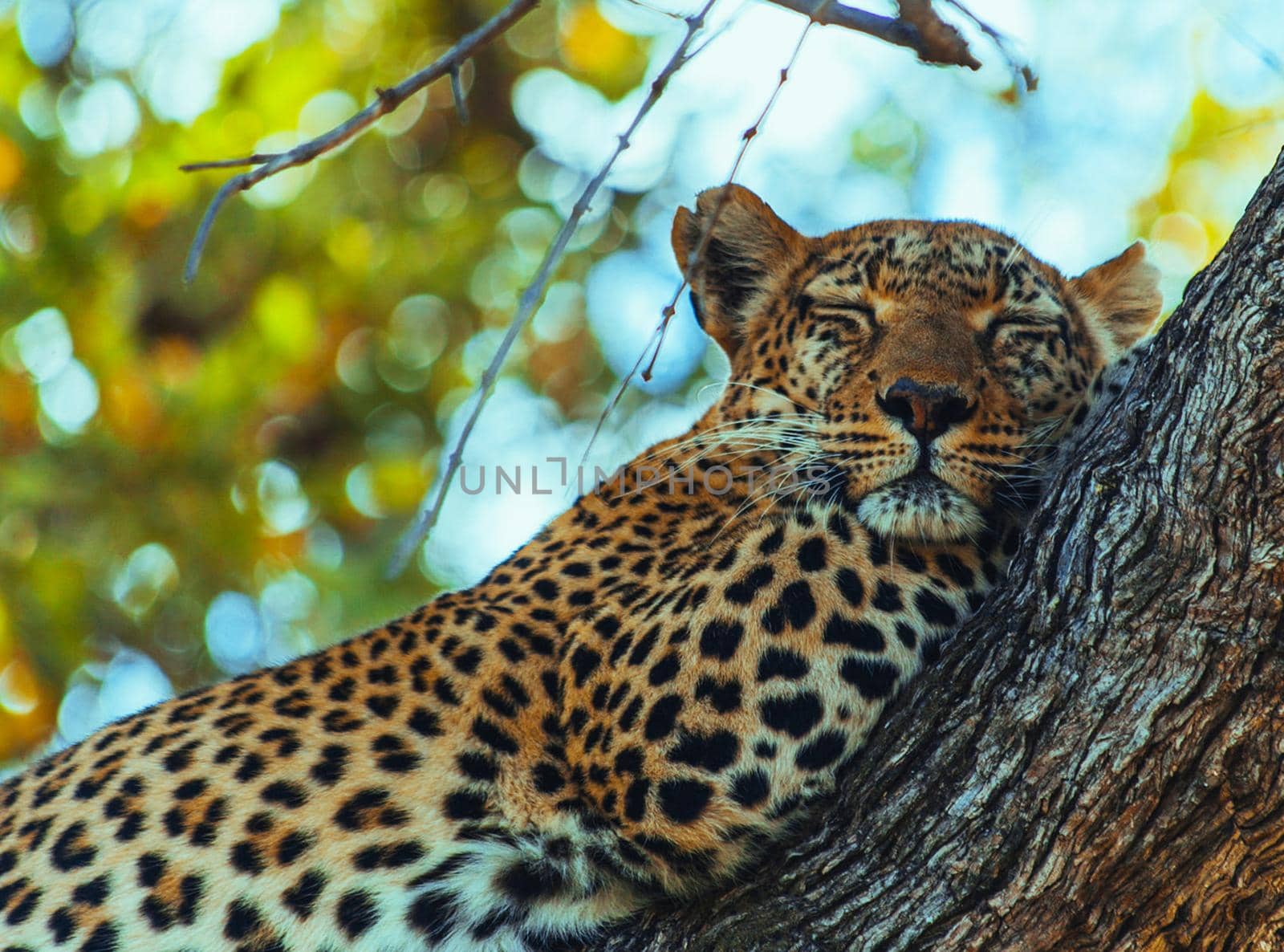 Magical Wildlife places in Moremi, Botswana