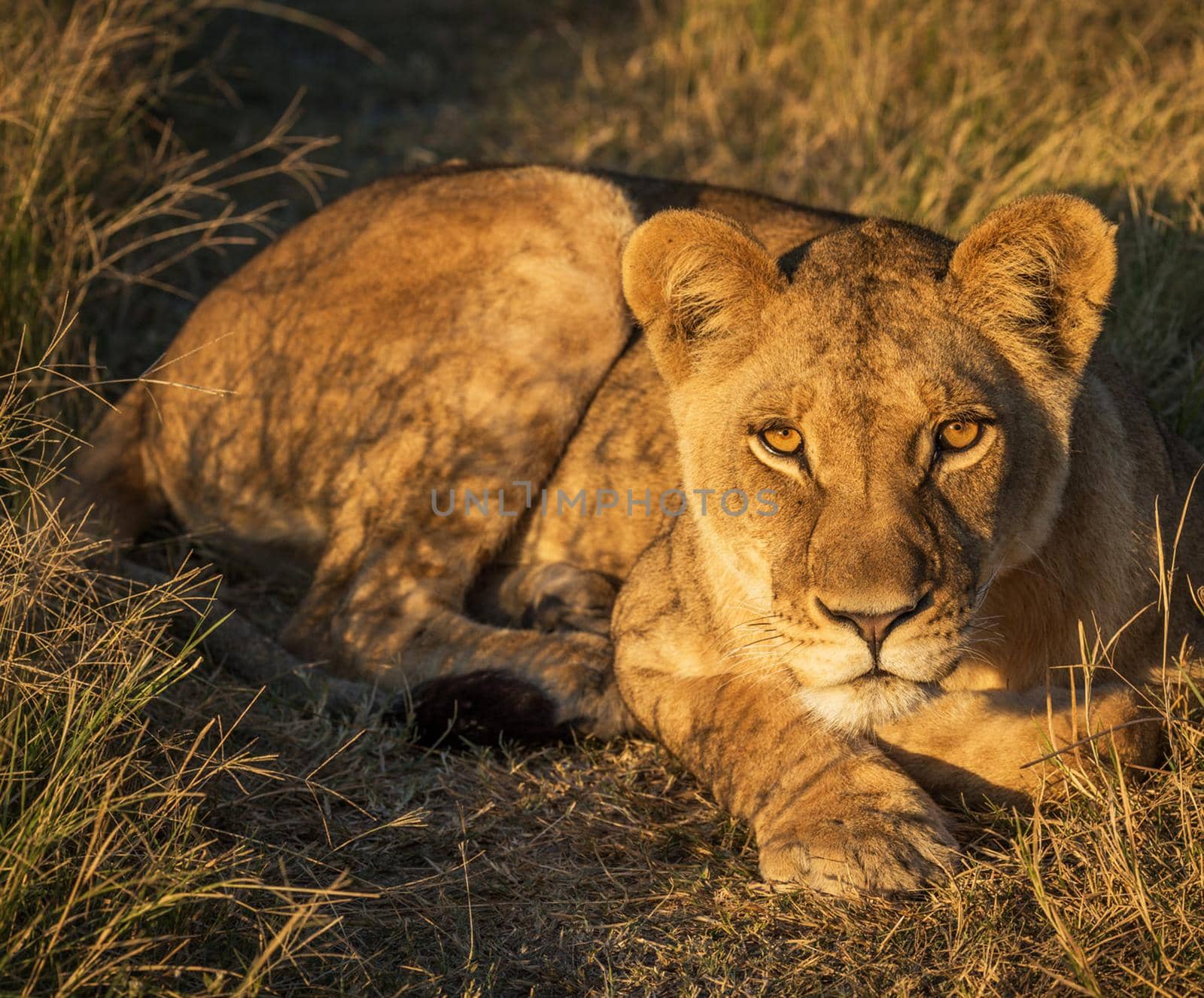 Magical Wildlife places in Moremi, Botswana