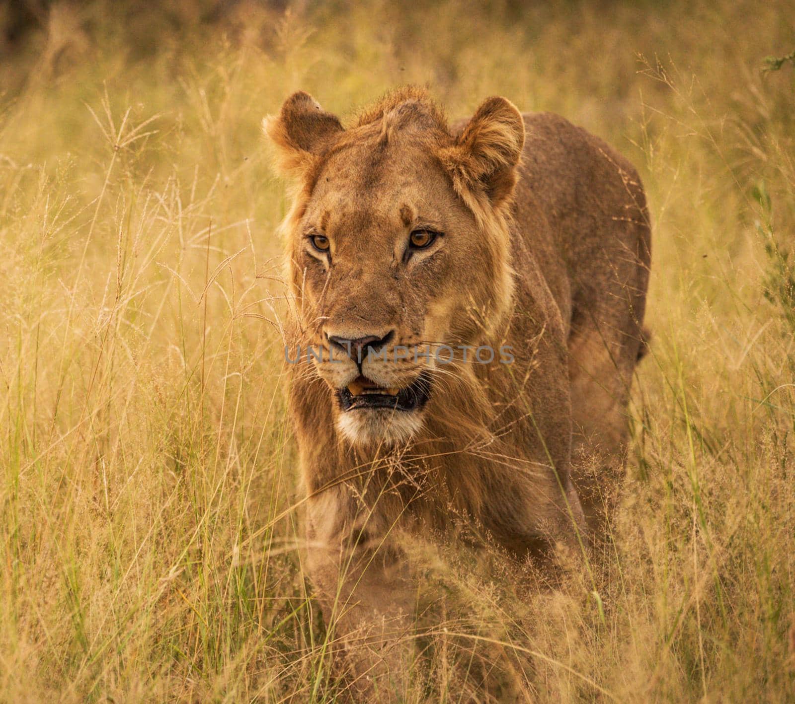 Magical Wildlife places in Moremi, Botswana