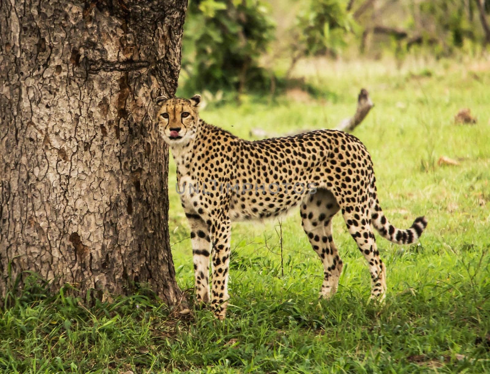 Magical Wildlife places in Moremi, Botswana