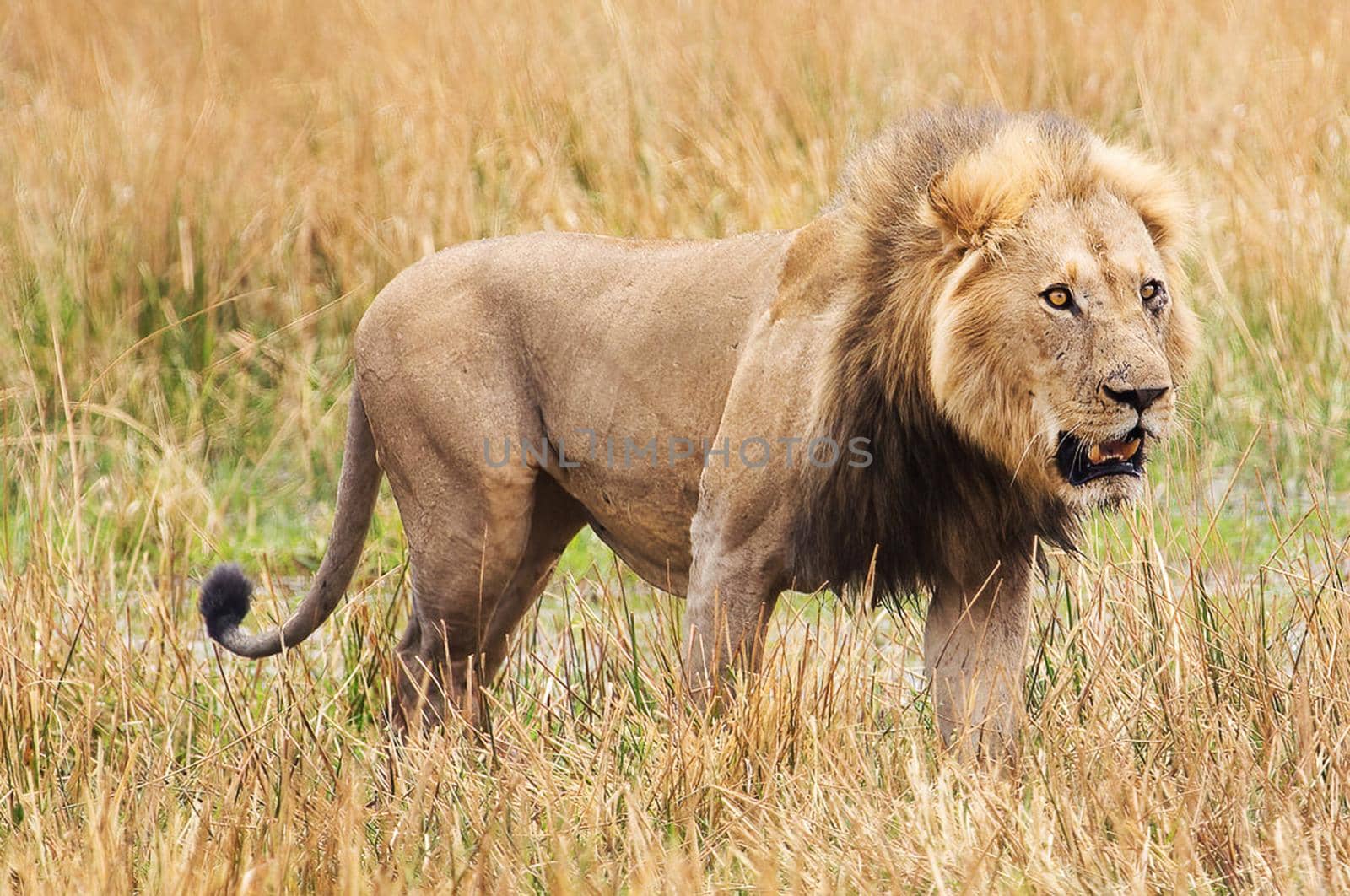 Magical Wildlife places in Moremi, Botswana