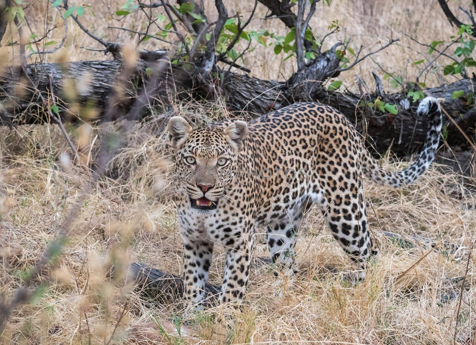 Magical Wildlife places in Moremi, Botswana