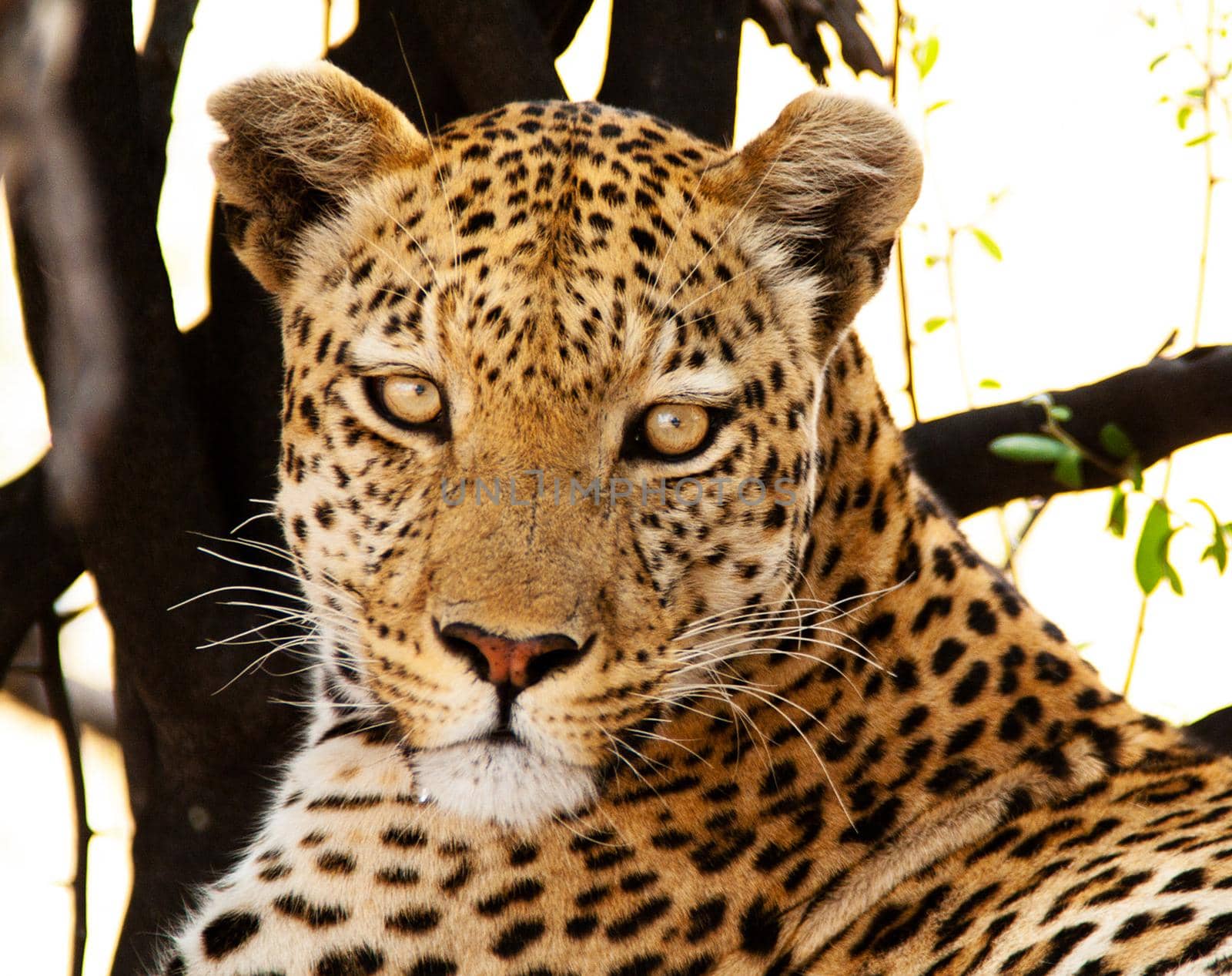 Magical Wildlife places in Moremi, Botswana