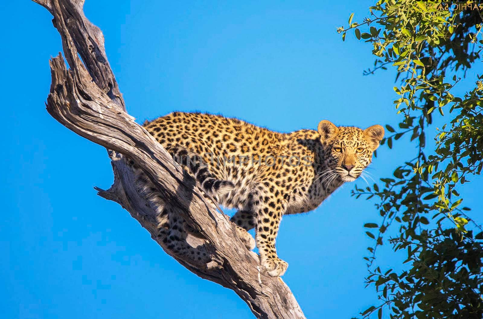 Magical Wildlife places in Moremi, Botswana
