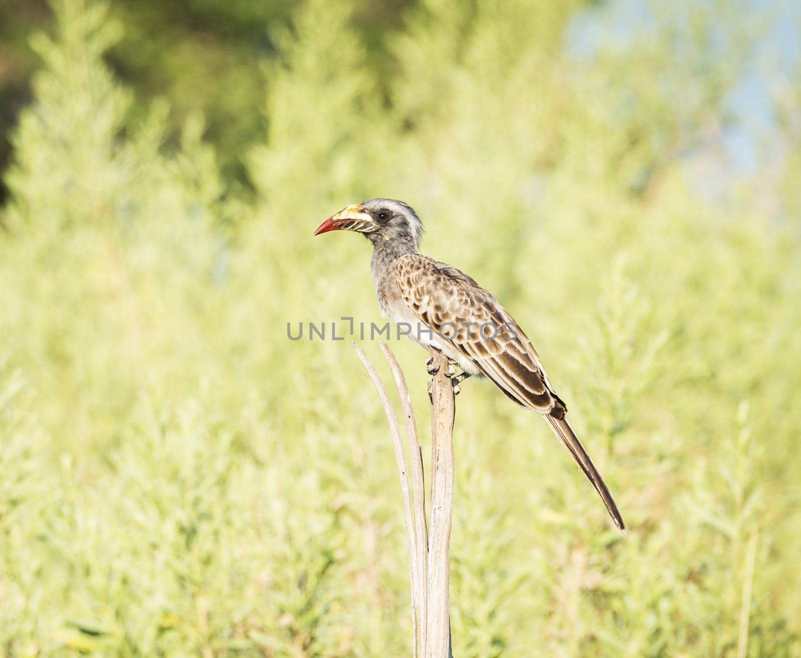 Magical Wildlife places in Moremi, Botswana