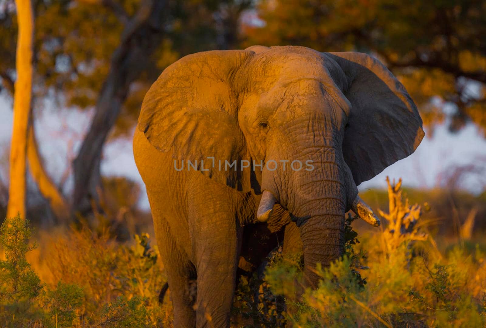 Magical Wildlife places in Moremi, Botswana
