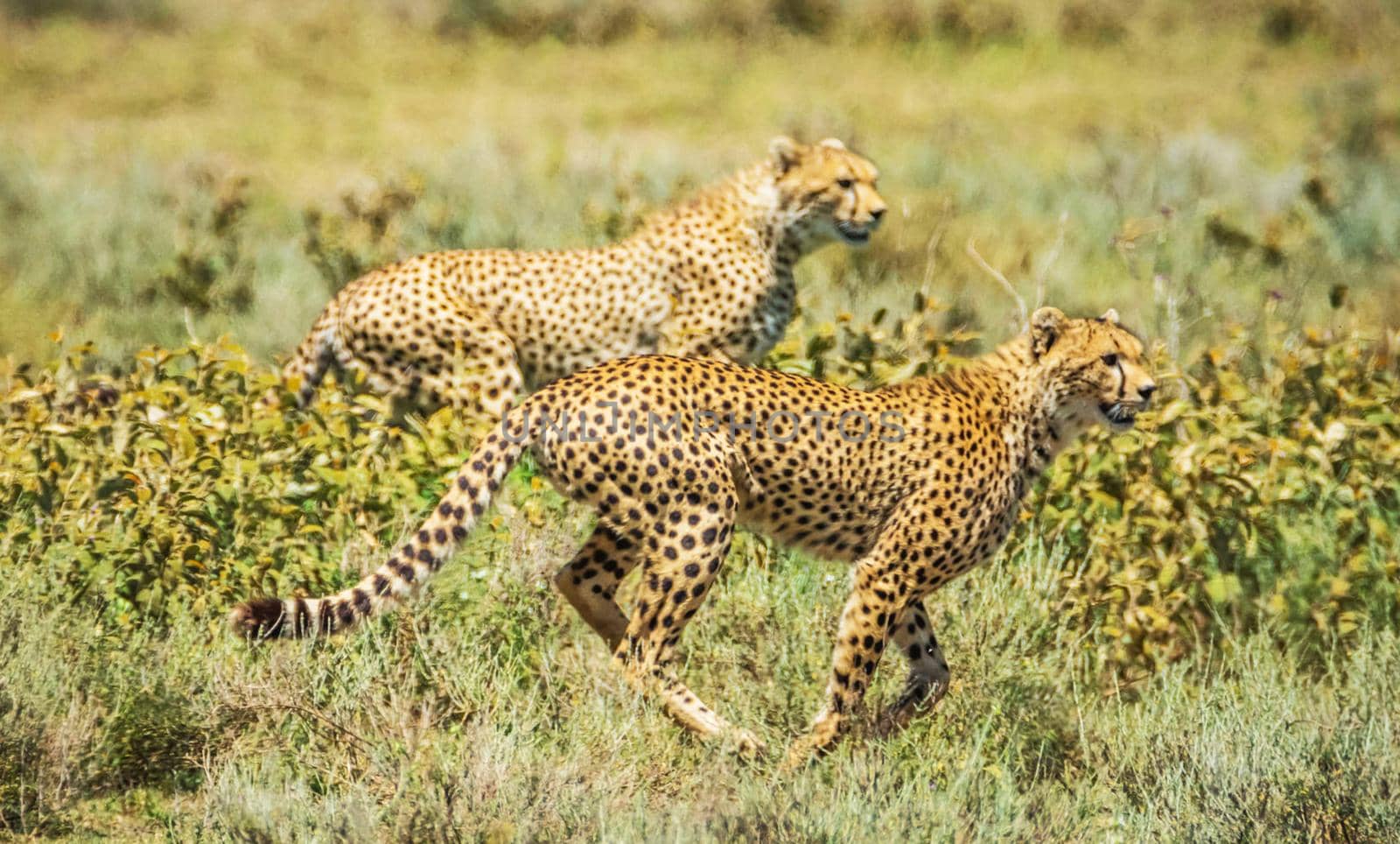 Beautiful Wildlife pictures of Moremi, Botswana