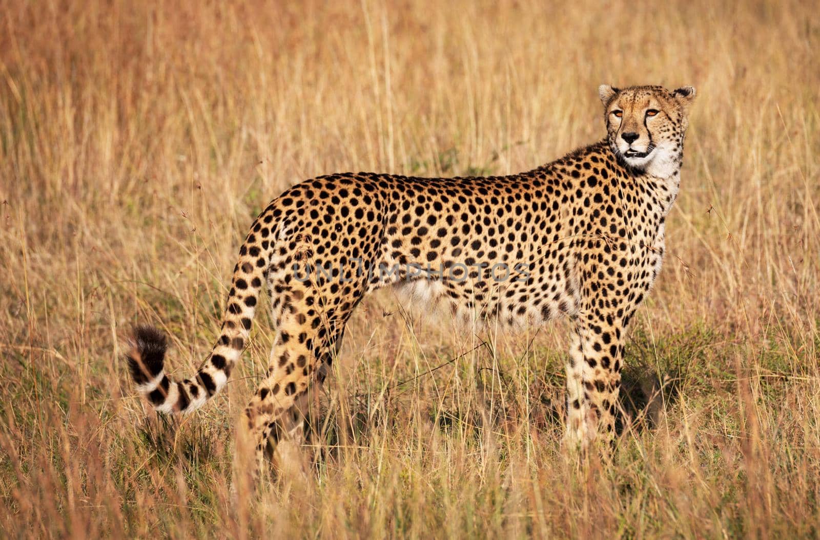 Beautiful Wildlife pictures of Moremi, Botswana