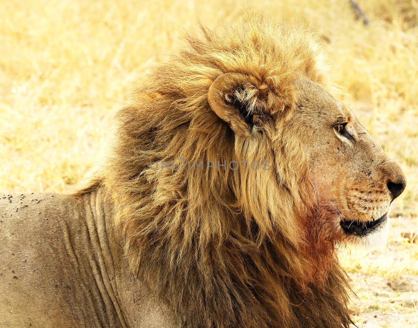 Beautiful Wildlife pictures of Moremi, Botswana