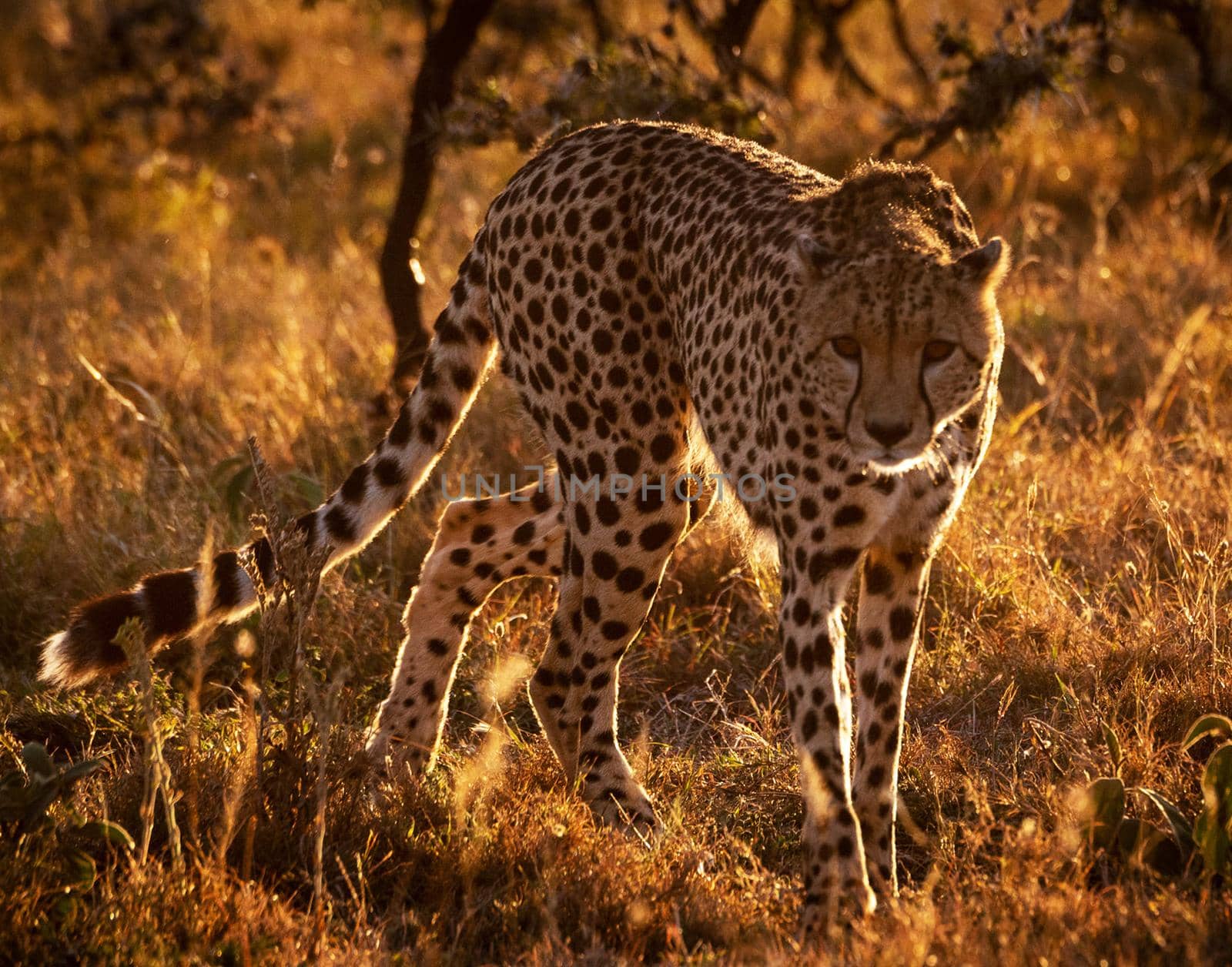 Beautiful Wildlife pictures of Moremi, Botswana