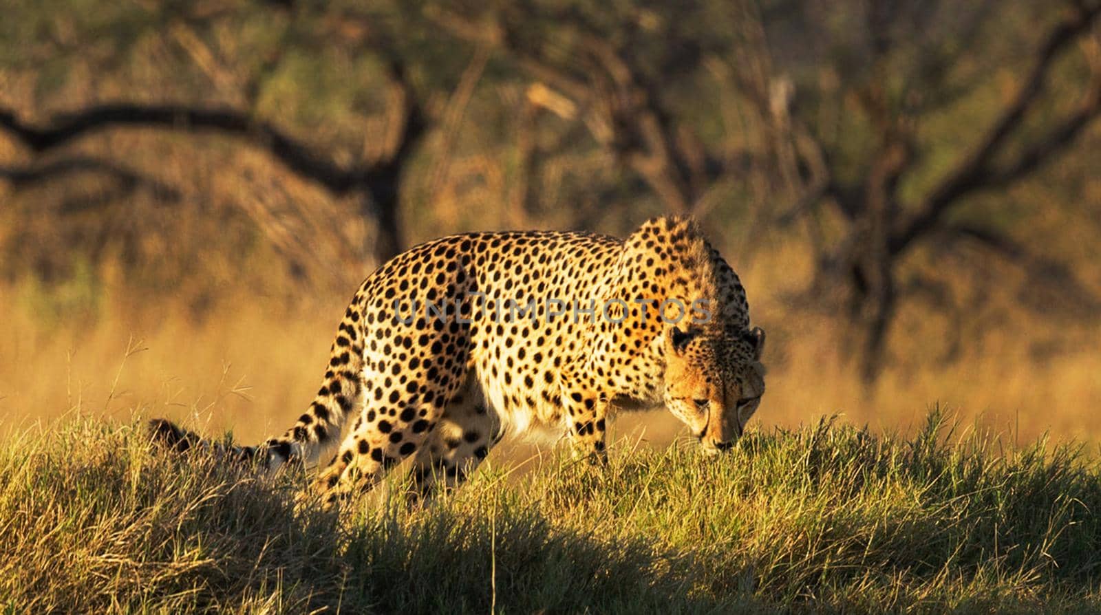 Beautiful Wildlife pictures of Moremi, Botswana