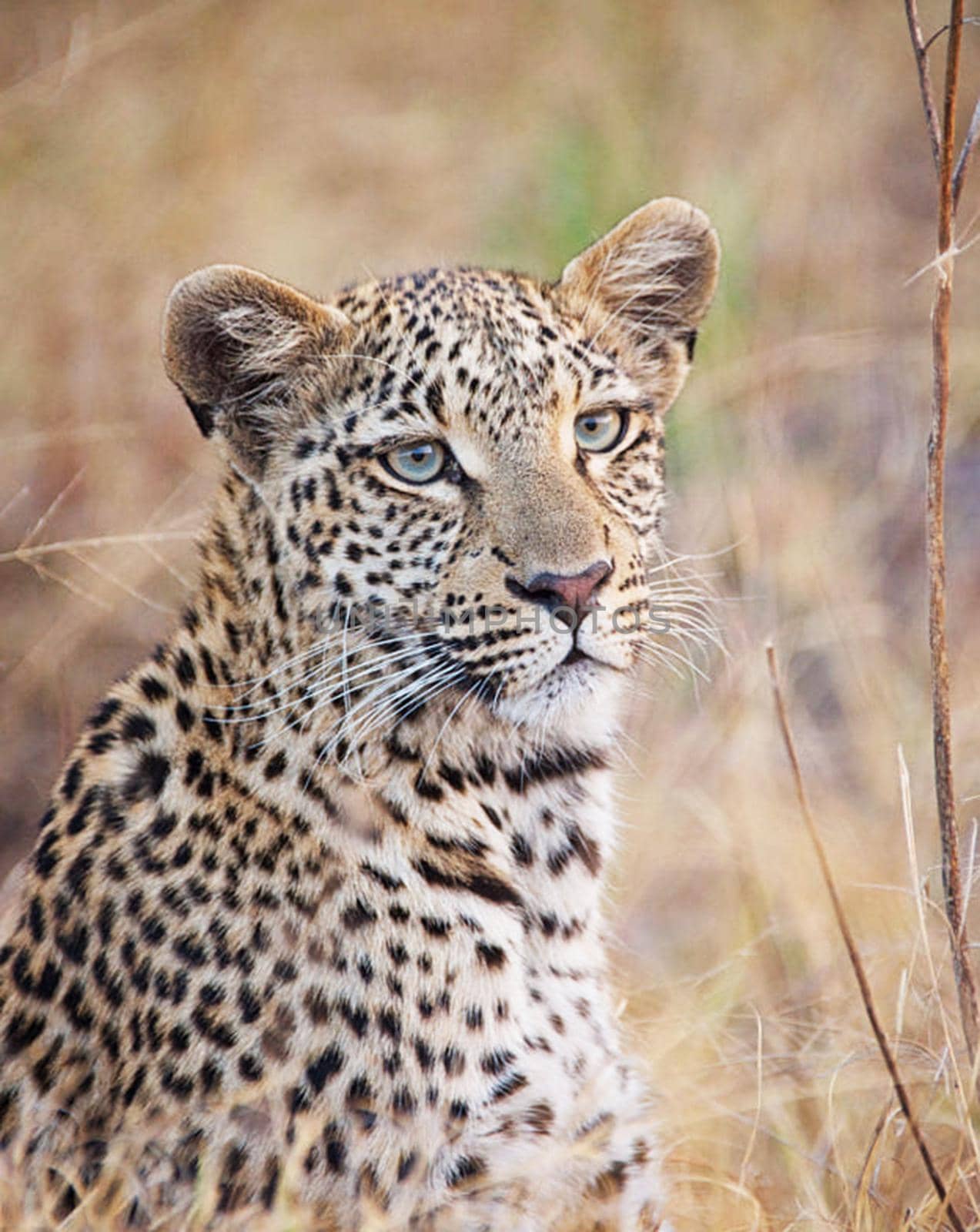 Beautiful Wildlife pictures of Moremi, Botswana